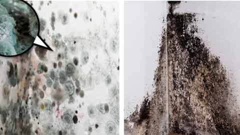 There Are Two Main Types of Mold - Black and White