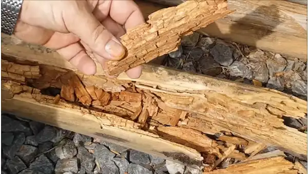 What Wood Rot Is